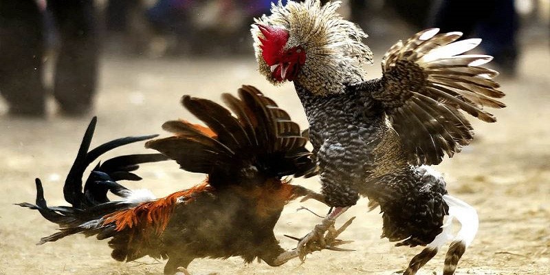 Đôi nét thông tin khái quát về loại hình đá gà cựa sắt