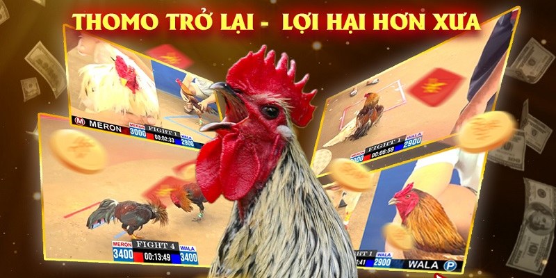 Khám phá các ưu thế nổi bật của đá gà thomo